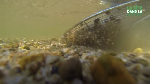 La corbicule